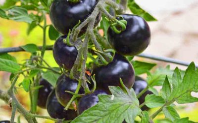 Cà chua đen & cà cherry chocolate từ ADC: Đa dạng nông sản cho nông nghiệp theo hướng hữu cơ