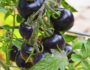 Cà chua đen & cà cherry chocolate từ ADC: Đa dạng nông sản cho nông nghiệp theo hướng hữu cơ