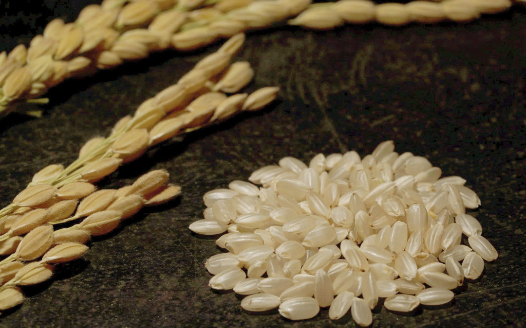 Gạo lứt – Sự thật ít ai nhắc đến