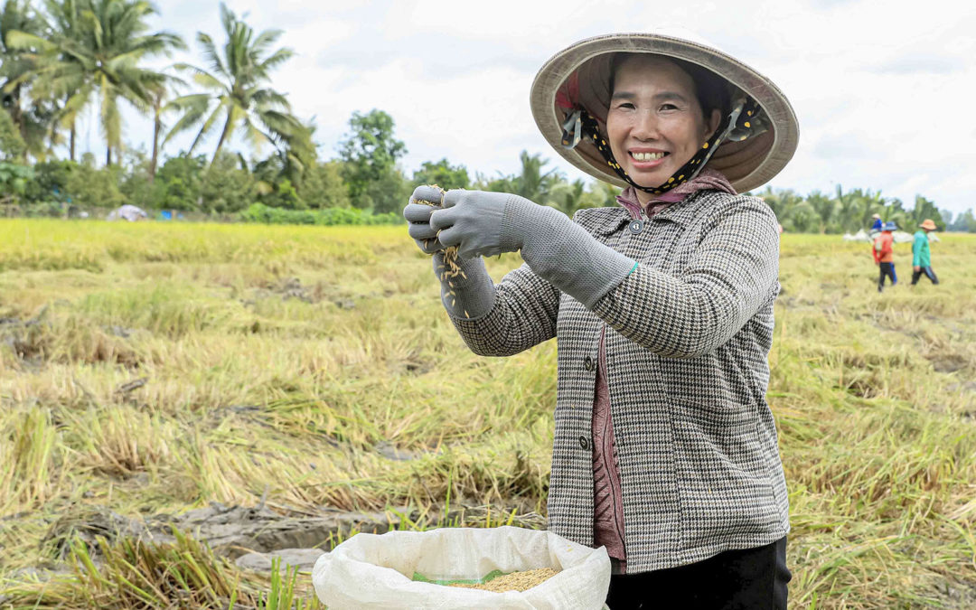 Niềm hân hoan mùa gặt ở Láng Biển – Đồng Tháp