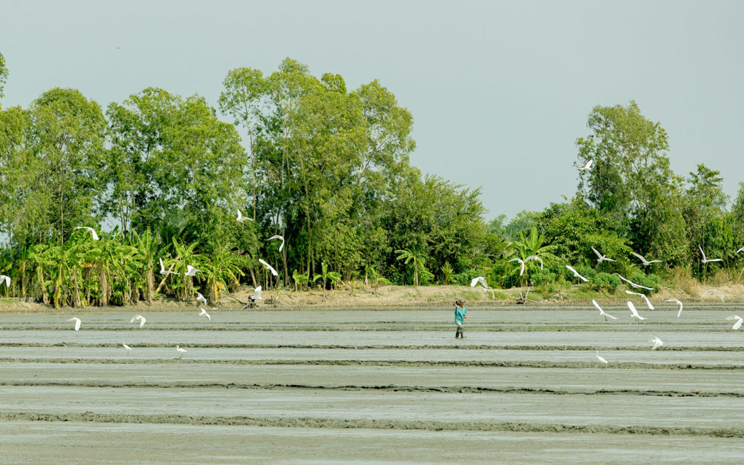 Làm đất gieo sạ vụ Đông Xuân: Khi đất hồi sinh – Mùa vụ bền vững bắt đầu
