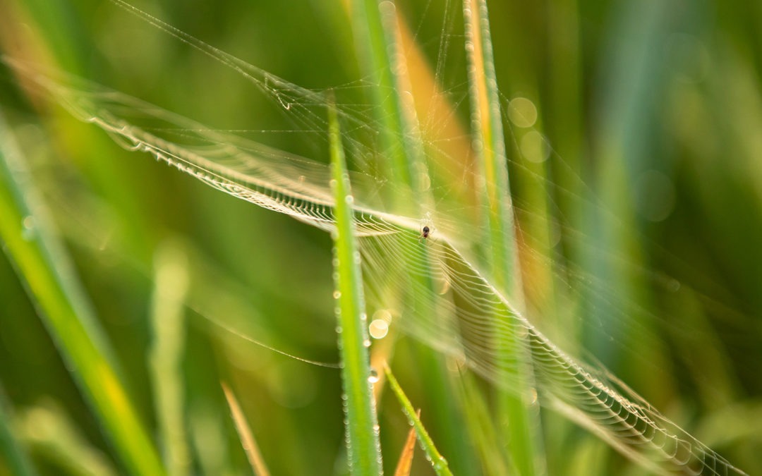 Mạng nhện trên ruộng lúa: Chỉ dấu của một cánh đồng đang được quản lý đúng hướng