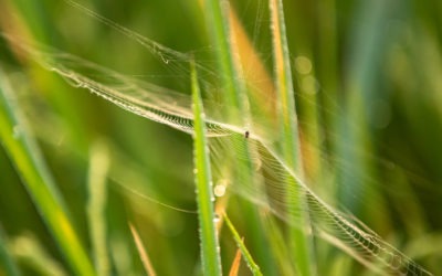 Mạng nhện trên ruộng lúa: Chỉ dấu của một cánh đồng đang được quản lý đúng hướng