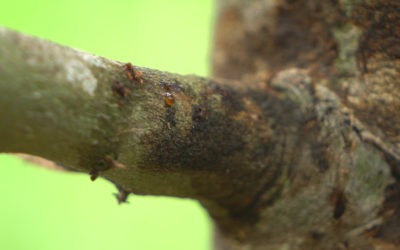 Nứt thân xì mủ trên sầu riêng: nhận diện đúng nguyên nhân để xử lý hiệu quả, tránh mất cây